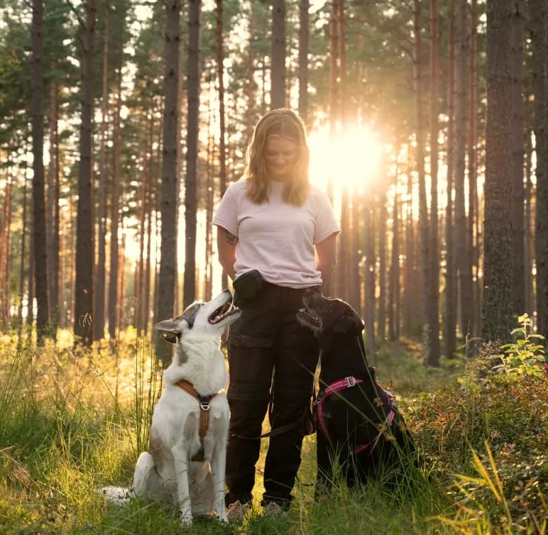 Ulrika Winge står i en solig tallskog och ser ner på en stor vit hund med svarta markeringar som tittar upp på henne, med en svart hund vid sin sida