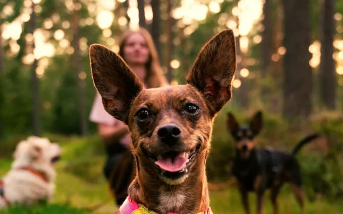 Glad hund i gul sele sitter i skogen, Ulrika syns i bakgrunden